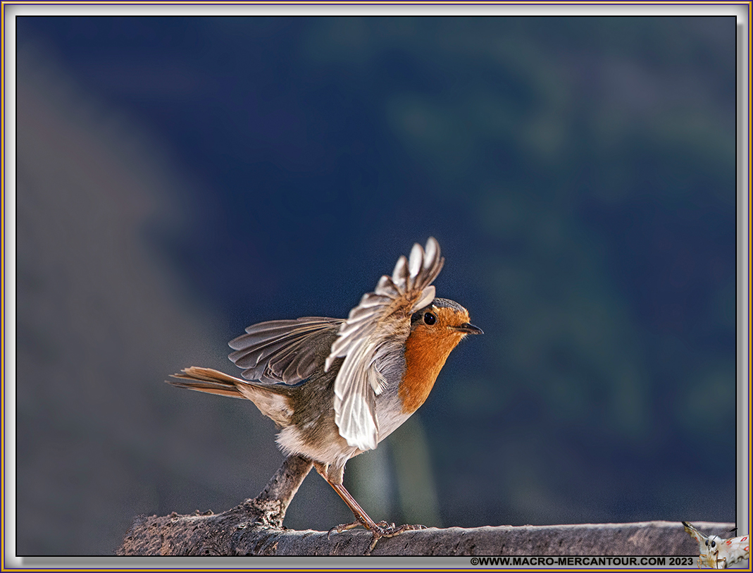 Rouge-Gorge